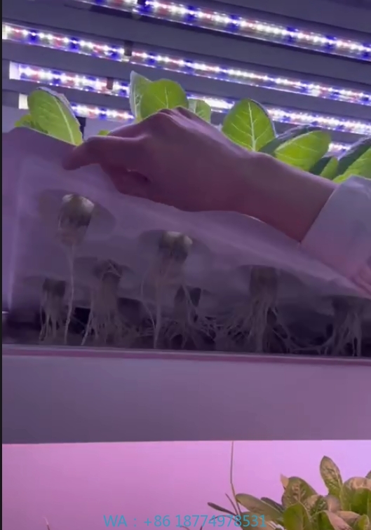 Agriculture Farming Vegetables - f Attrezzature agricole per serra Coltiva