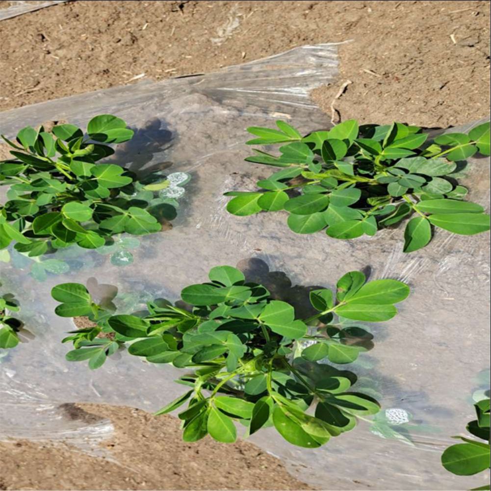 Pellicola di plastica per serr - Agriculture Farming Vegetables recensione e prezzo