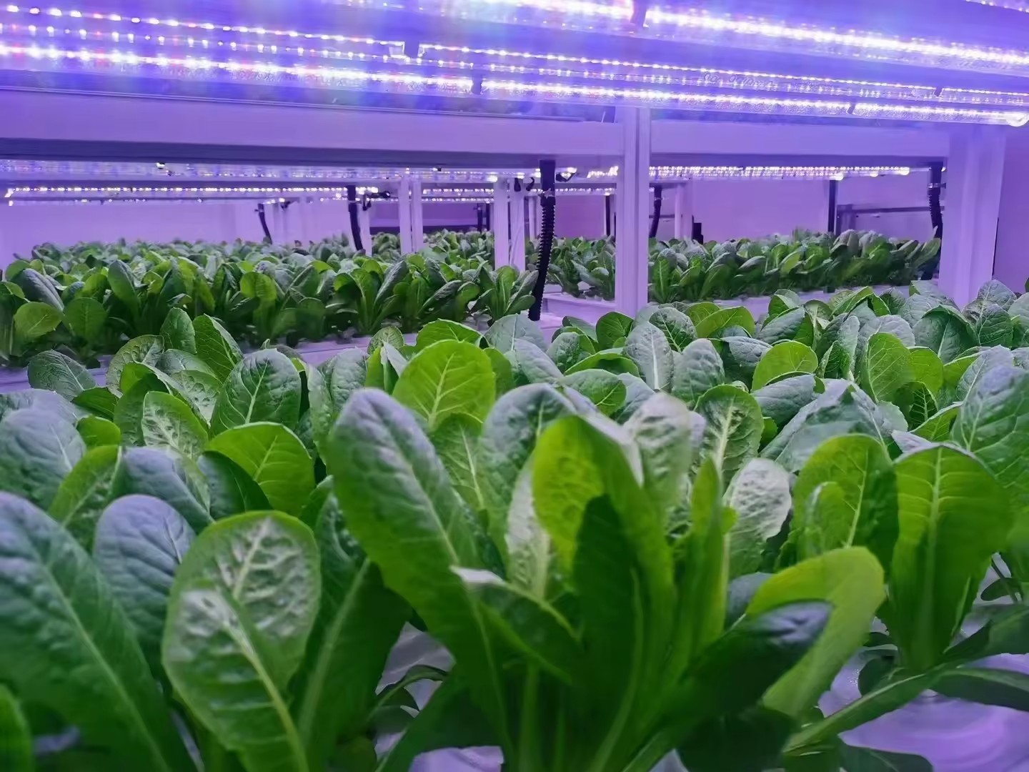 f Attrezzature agricole per se - Agriculture Farming Vegetables recensione e prezzo